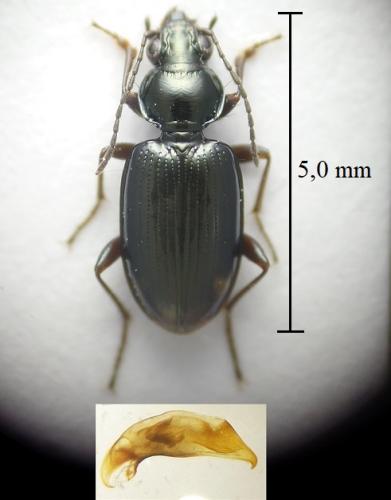 Réf. 295 134 : Bembidion iricolor